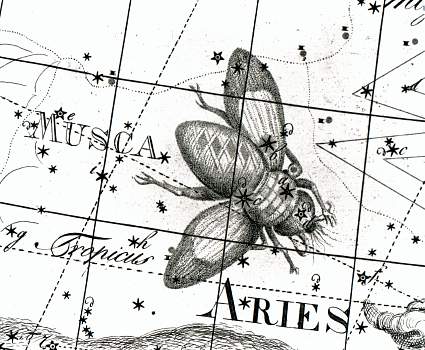 Musca Borealis op kaart XI van de Uranographia uit 1801 van Johann Bode.