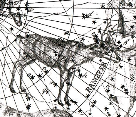 Het sterrenbeeld Rangifer - Rendier
