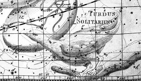 Het sterrenbeeld Turdus Solitarius volgens Johann Bode