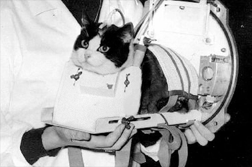 felicette, de eerste kat in de ruimte