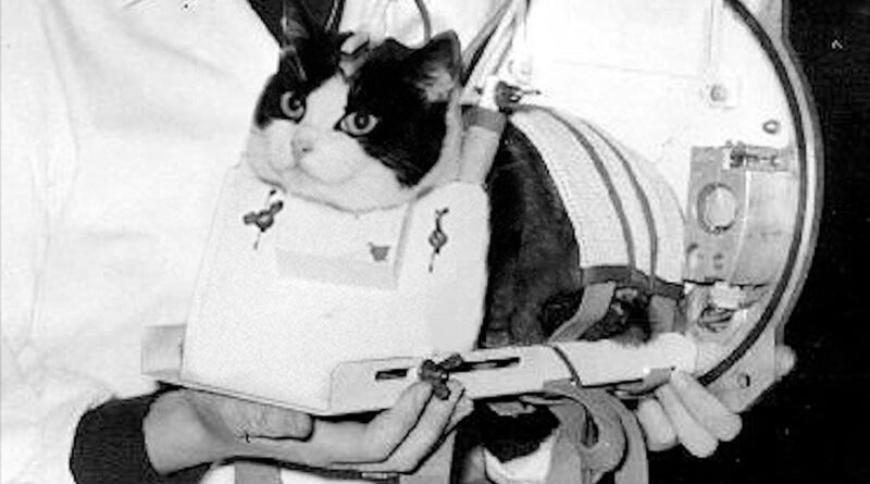 felicette, de eerste kat in de ruimte