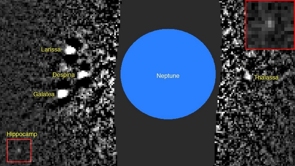 Hippocamp bij Neptunus