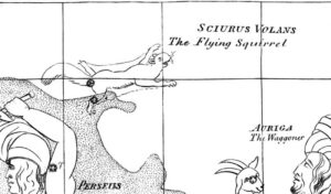 Scirius Volans - Vliegende Eekhoorn - volgens William Crowell