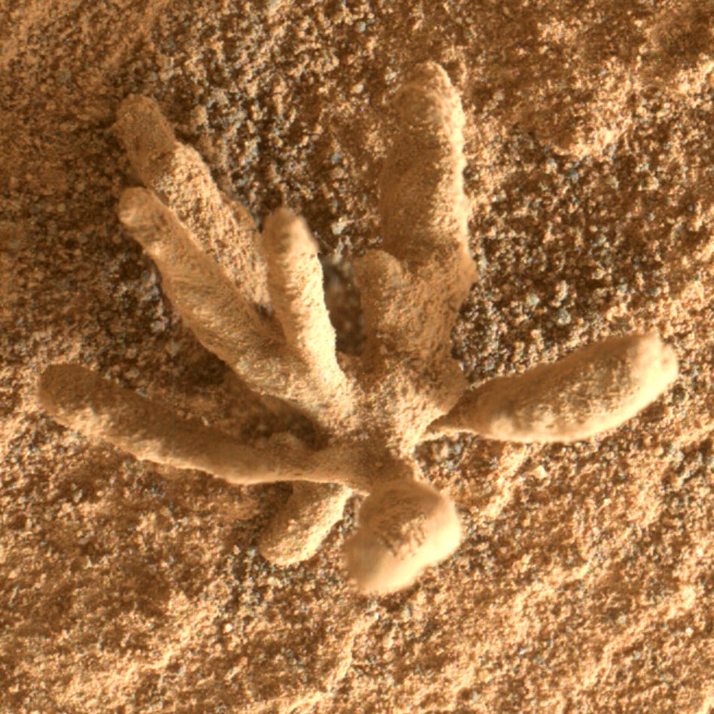 Close-up koraal op Mars