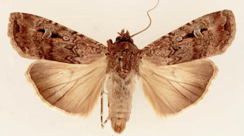 Uiltjes gebruiken sterrensignalen en het aardmagnetisch veld om een ​​robuust kompassysteem te creëren