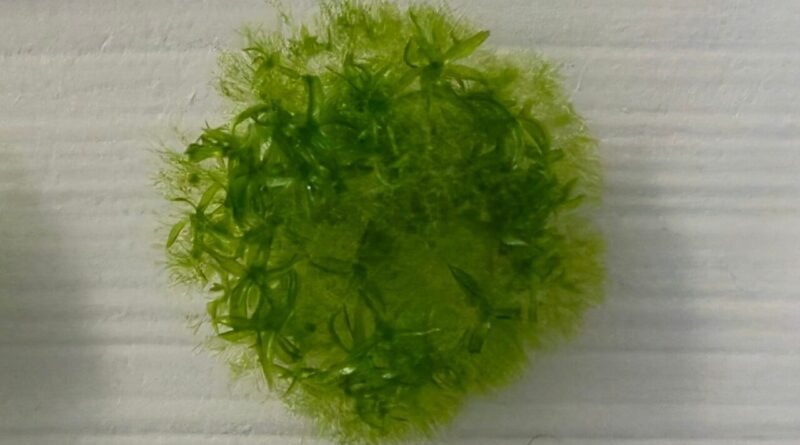 Mossporen gezien groeiend na een verblijf van 9 maanden in de ruimte.